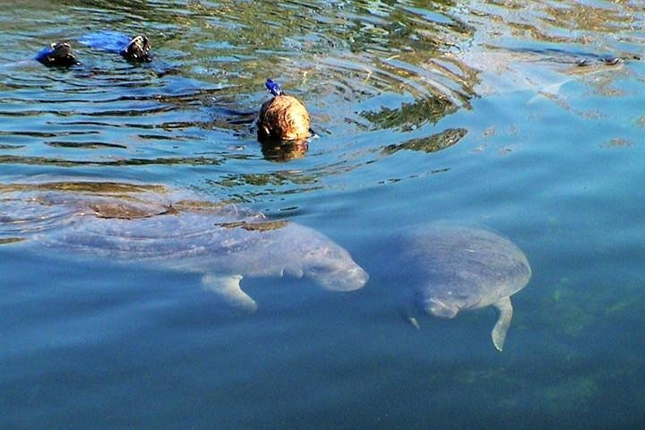 Manatee Swim Crystal River Fl